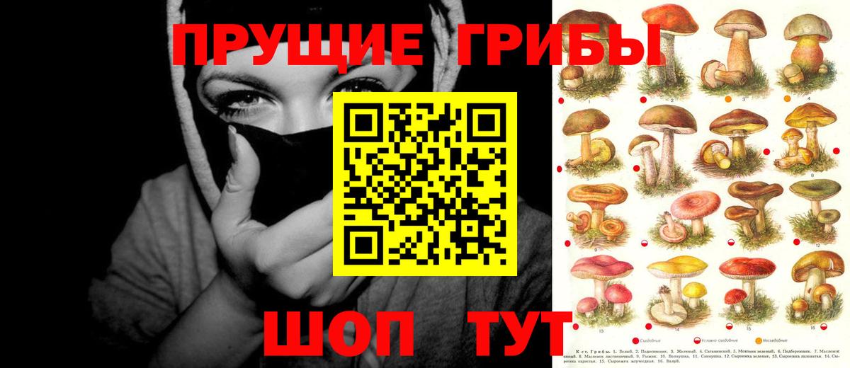 Галлюциногенные грибы Cubensis Реутов